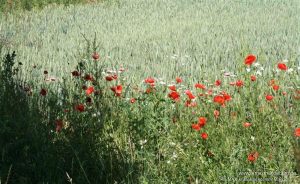 Ackerlächen_1